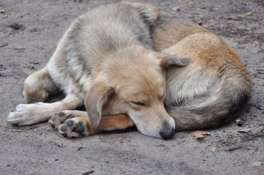 Yalnız köpek uyurken