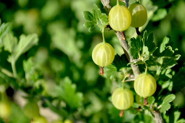 Green gooseberries on a branch — Stock Photo, Image