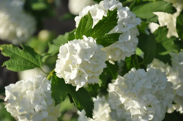 Гарні білі квіти Ліцензійні Стокові Фото