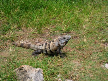 çimenlerin üzerinde büyük iguana