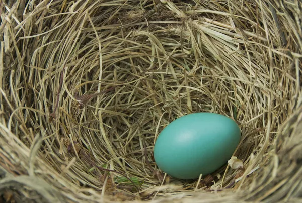 Robin's ägg — Stockfoto
