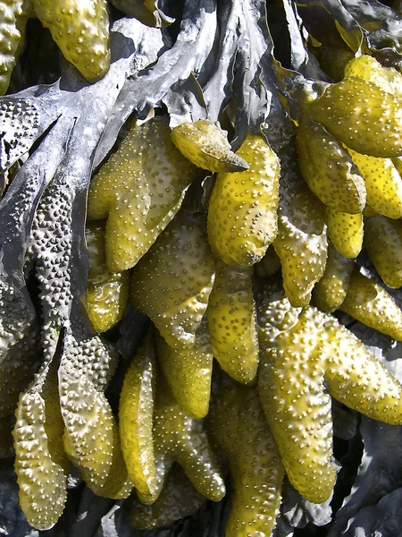 stock image Alaska Seaweed