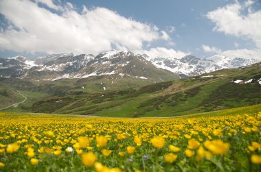 Alp Manzarası