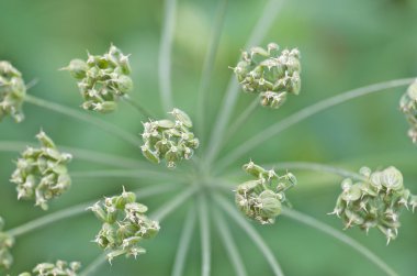 Flora arka planı