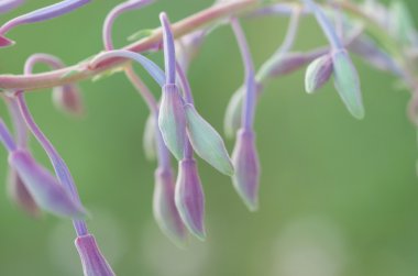 Flora arka planı