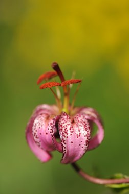 Flora arka planı