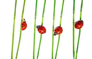 Collection of lady bugs on flora against white background clipart