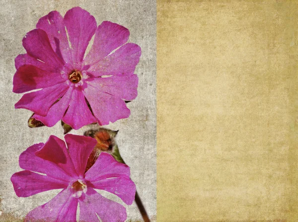 Imagem de fundo floral — Fotografia de Stock