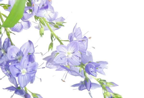 Frühlingskonzept. junge Frühlingsblumen vor weißem Hintergrund. — Stockfoto