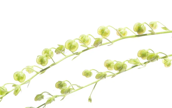 Spring concept. young spring flowers against white background. — Stock Photo, Image