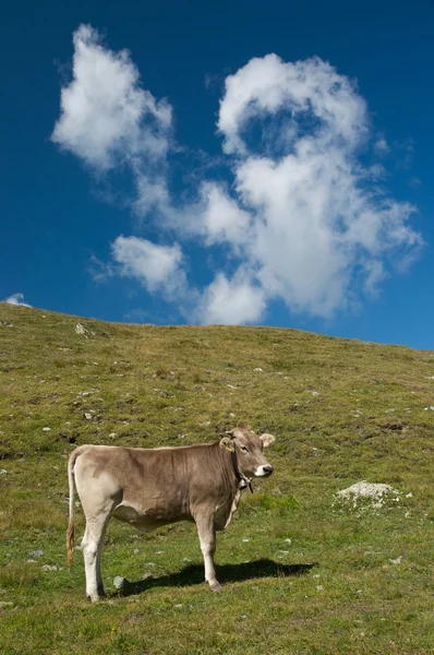 Les vaches dans les Alpes suisses — Photo