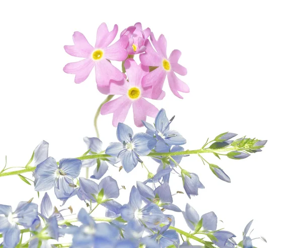 春のコンセプトです。白い背景に対して若い春の花. — ストック写真