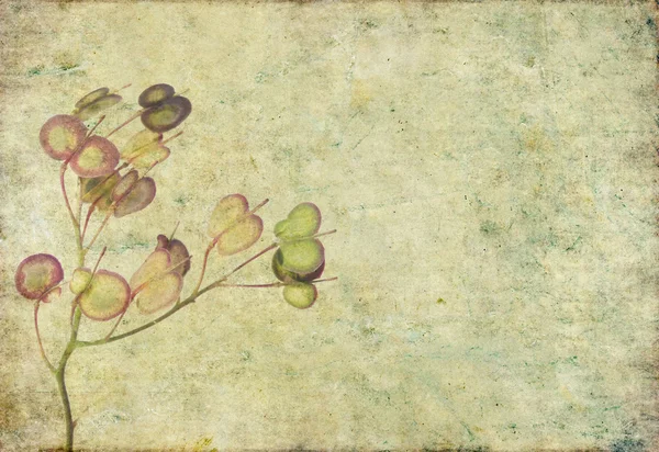 Floral φόντο εικόνα — Φωτογραφία Αρχείου