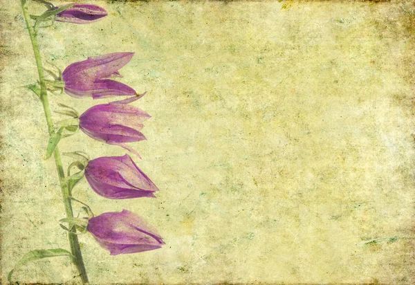 Obraz tła kwiatowy — Zdjęcie stockowe