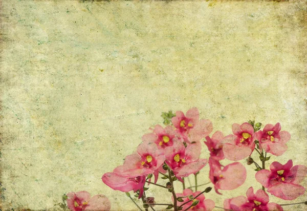 Linda imagem de fundo com elementos florais — Fotografia de Stock