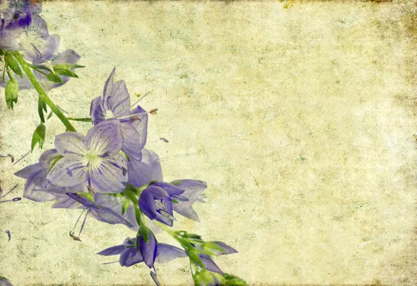Krásné pozadí obrázek s květinové prvky — Stock fotografie