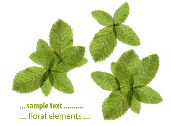 Młode liście zielone z białym tłem i mnóstwo miejsca na tekst — Zdjęcie stockowe