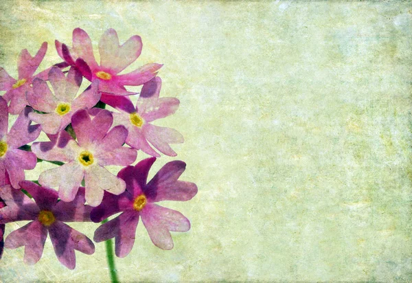 Obraz tła kwiatowy — Zdjęcie stockowe