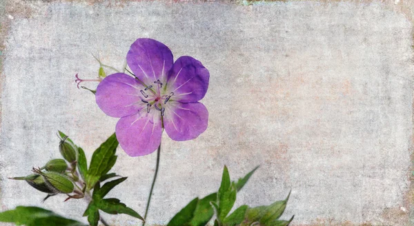 花の背景画像 — ストック写真
