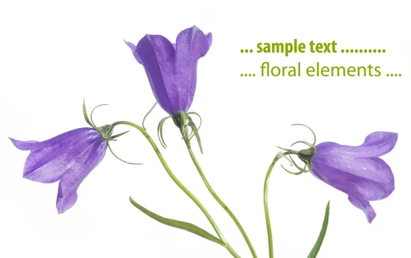 Bellissimo fiore viola sullo sfondo bianco — Foto Stock