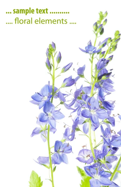 Prachtige purperen bloemen tegen witte achtergrond — Stockfoto