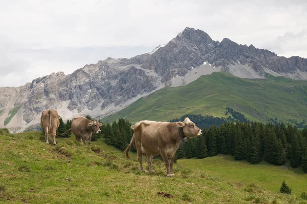 Vacas en los Alpes suizos — Foto de Stock