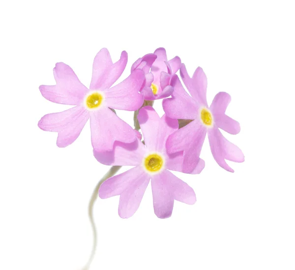 stock image Light pink flowers against white background