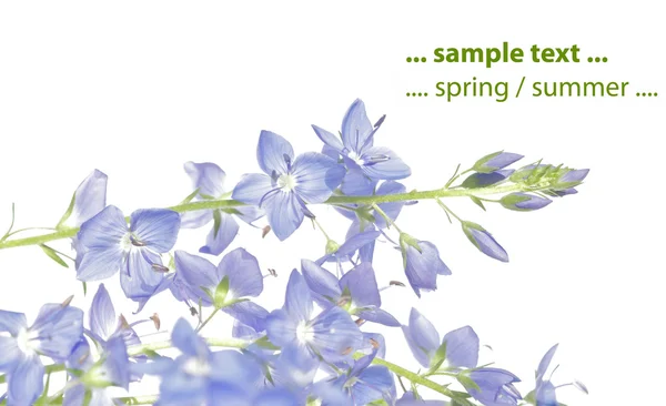 Sommaren flora mot vit bakgrund. användbar designelement. — Stockfoto