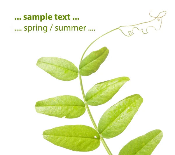 Letní flora proti Bílému pozadí. užitečné designový prvek. — Stock fotografie