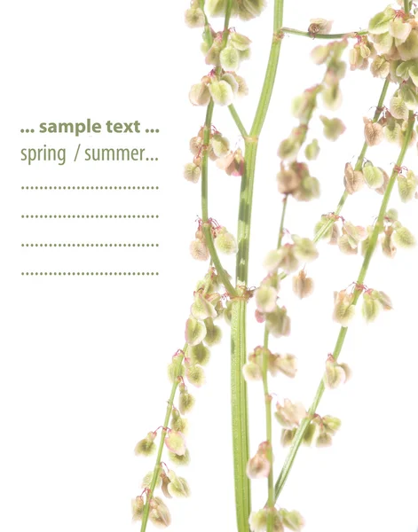 Sommaren flora mot vit bakgrund. användbar designelement. — Stockfoto