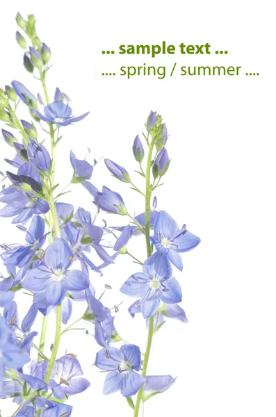 Yaz flora beyaz bir arka plana dayanır. kullanışlı tasarım öğesi. — Stok fotoğraf