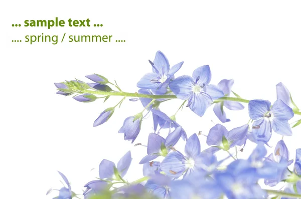 Letní flora proti Bílému pozadí. užitečné designový prvek. — Stock fotografie