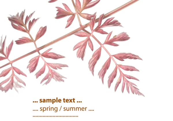 Belle image abstraite de branches avec de jeunes feuilles rouges sur fond blanc — Photo