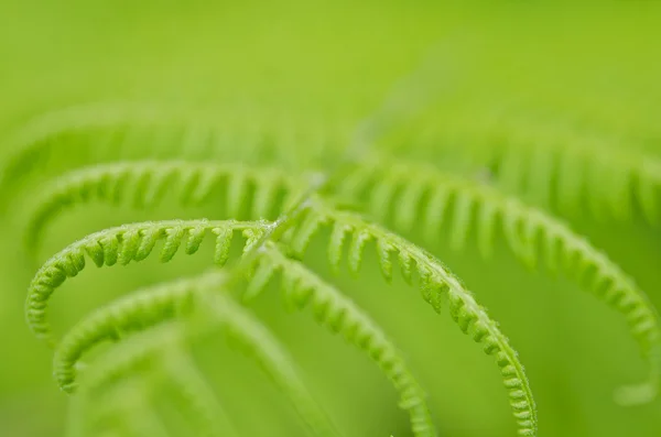 蕨类植物 (浅景深) — 图库照片