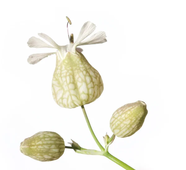 白い背景に対して夏の植物。便利なデザイン要素. — ストック写真