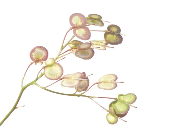 흰색 배경에 대해 여름 식물입니다. 유용한 디자인 요소. — 스톡 사진