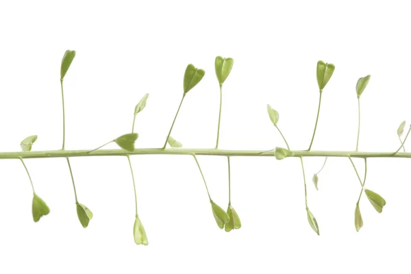白い背景に対して夏の植物。便利なデザイン要素. — ストック写真