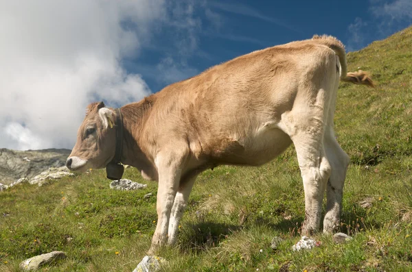 Cows in the swiss alps — Stock Photo, Image