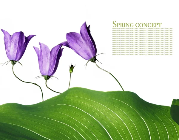 Sommerflora vor weißem Hintergrund. Nützliches Gestaltungselement. — Stockfoto