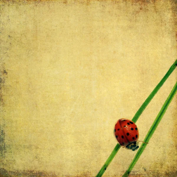 Härlig bakgrundsbild med ladybird och blommig element. användbar designelement. — Stockfoto