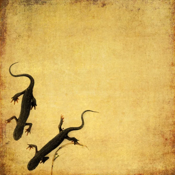 Schönes Hintergrundbild mit einer Großaufnahme von ein paar Salamandern. Nützliches Gestaltungselement. — Stockfoto