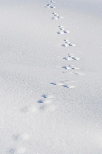 Po stopách ve sněhu — Stock fotografie