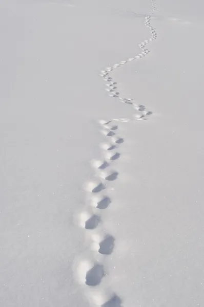 在雪地里的脚步声 — 图库照片