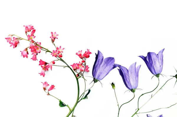 Flora mot vit bakgrund. användbar designelement. — Stockfoto