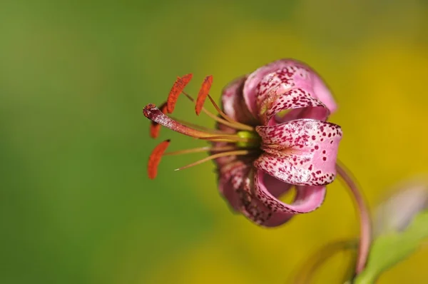 फुलांच्या घटकांसह सुंदर पार्श्वभूमी प्रतिमा. अतिशय उपयुक्त डिझाइन घटक . — स्टॉक फोटो, इमेज