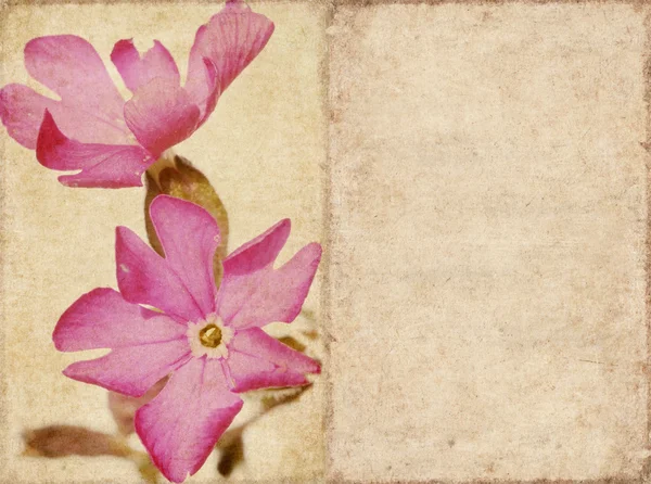 꽃 요소와 아름 다운 배경 이미지입니다. 유용한 디자인 요소 — 스톡 사진