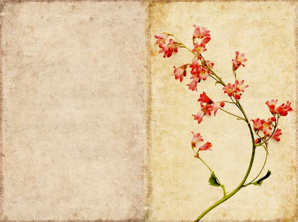Çiçek elemanları ile çok güzel arka plan resmi. kullanışlı tasarım öğesi — Stok fotoğraf