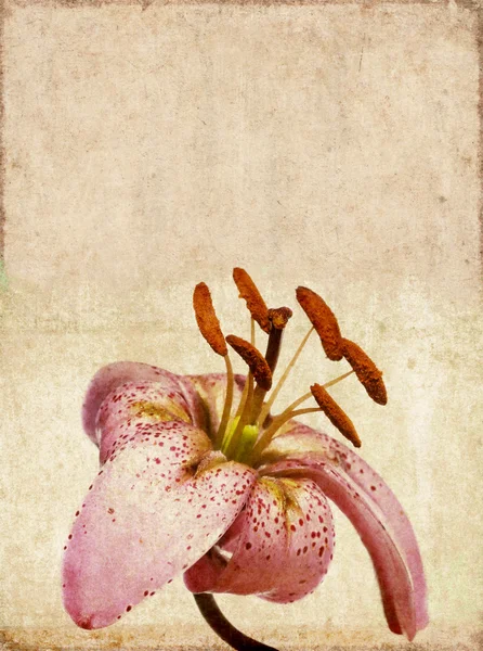Schönes Hintergrundbild mit floralen Elementen. Nützliches Gestaltungselement — Stockfoto