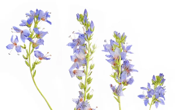 Flora against white background. useful design element. — Stock Photo, Image
