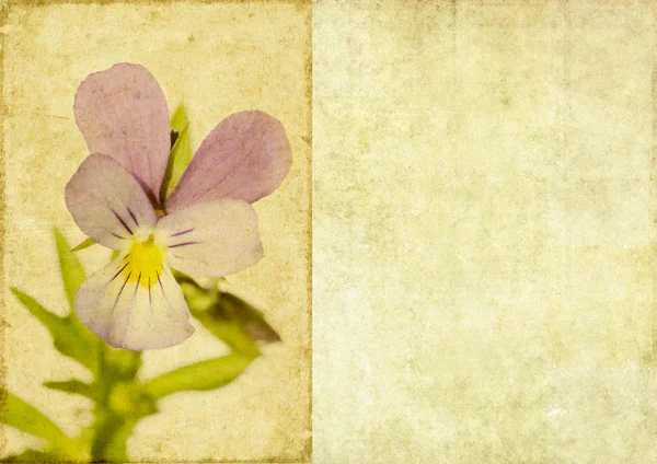 Preciosa imagen de fondo con elementos florales. elemento de diseño útil — Foto de Stock